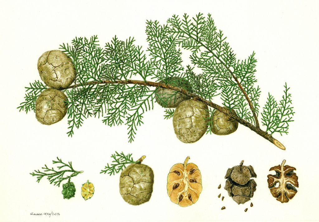 Cupressus sempervirens.